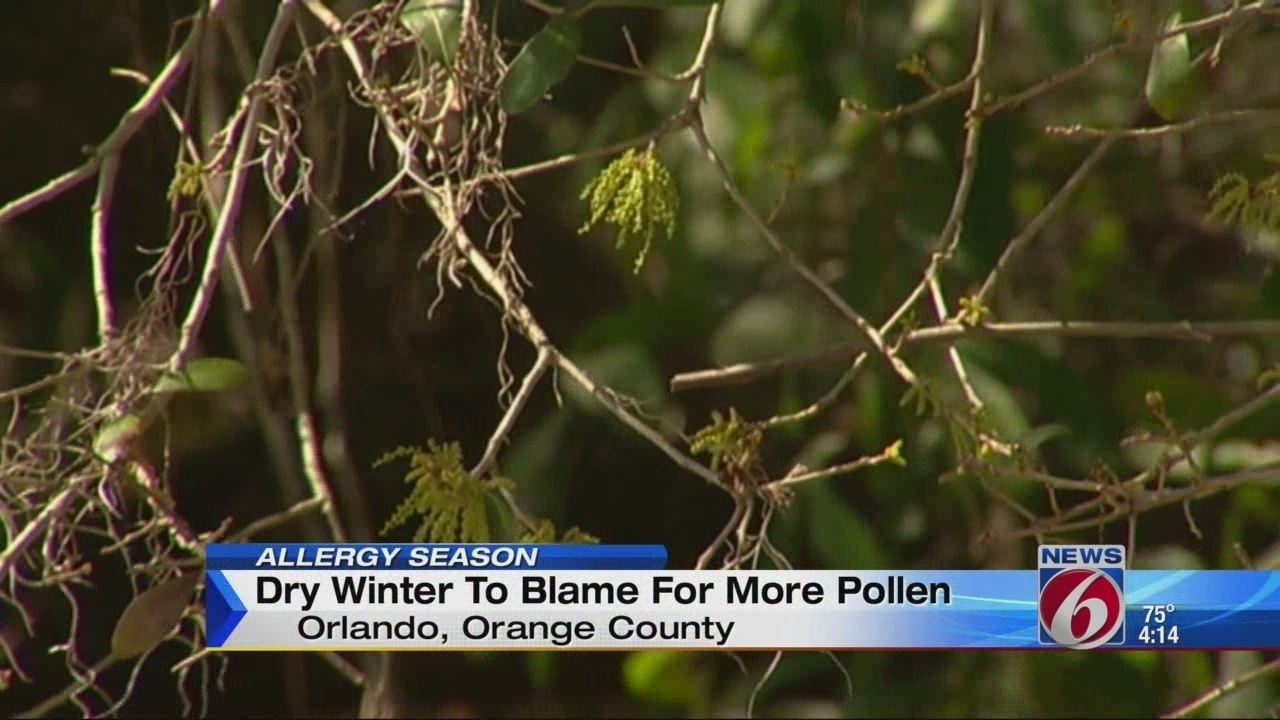 Yellow pollen springs up in Central Florida